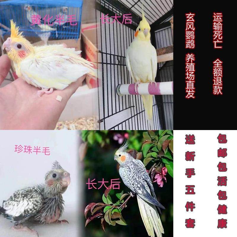 玄凤鹦鹉活鸟会学说话宠物黄化可繁殖活物活体纯手养断奶玄凤鹦鹉,宠物/宠物食品及用品,鸟,淘宝优惠券,粉丝福利购,淘宝优惠卷