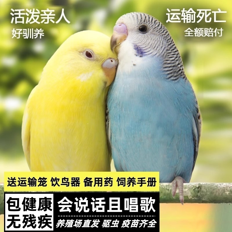 鹦鹉活鸟活物虎皮鹦鹉会学说话的鸟类宠物鸟云斑小型家养小鸟活体,宠物/宠物食品及用品,鸟,淘宝优惠券,粉丝福利购,淘宝优惠卷