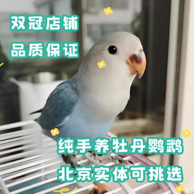 北京实体手养牡丹鹦鹉手养鹦鹉黄桃绿桃紫罗兰合法手养亲人非保护