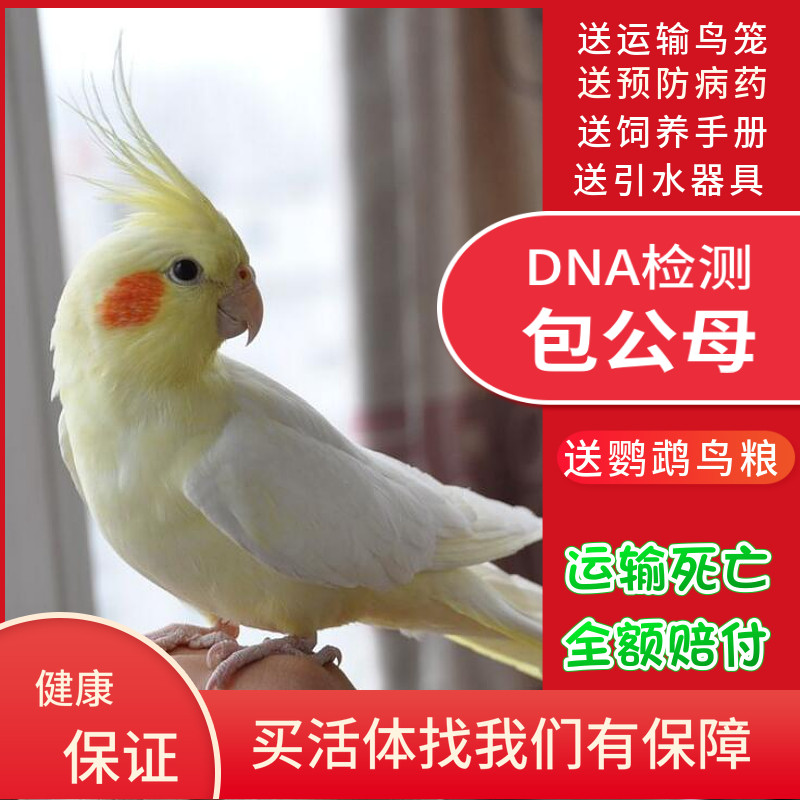 玄凤鹦鹉鸟活体幼鸟手养黄化玄风公母包繁殖可学说话精品珍珠宠物,宠物/宠物食品及用品,鸟,淘宝优惠券,粉丝福利购,淘宝优惠卷