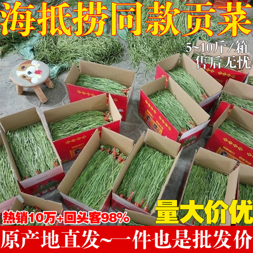 特级贡菜干免中间段商用批发