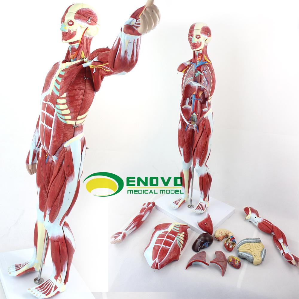 人体全身肌肉附内脏器官解剖模