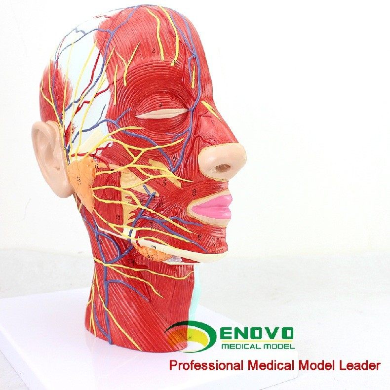 ENOVO颐诺 医学人体头面部解剖脑血管神经模型