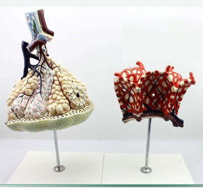 ENOVO颐诺肺小叶肺泡放大模型