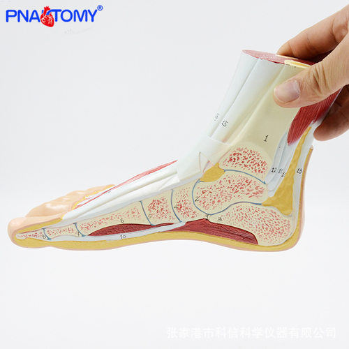 脚解剖模型 足部肌肉血管骨骼教学模型 1比1右脚剖面标数字带说明