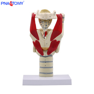 3倍放大咽喉模型喉解剖教具甲状腺喉结喉头喉咙声门会厌喉肌演示