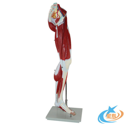 下肢肌肉解剖模型附血管神经 腿部运动