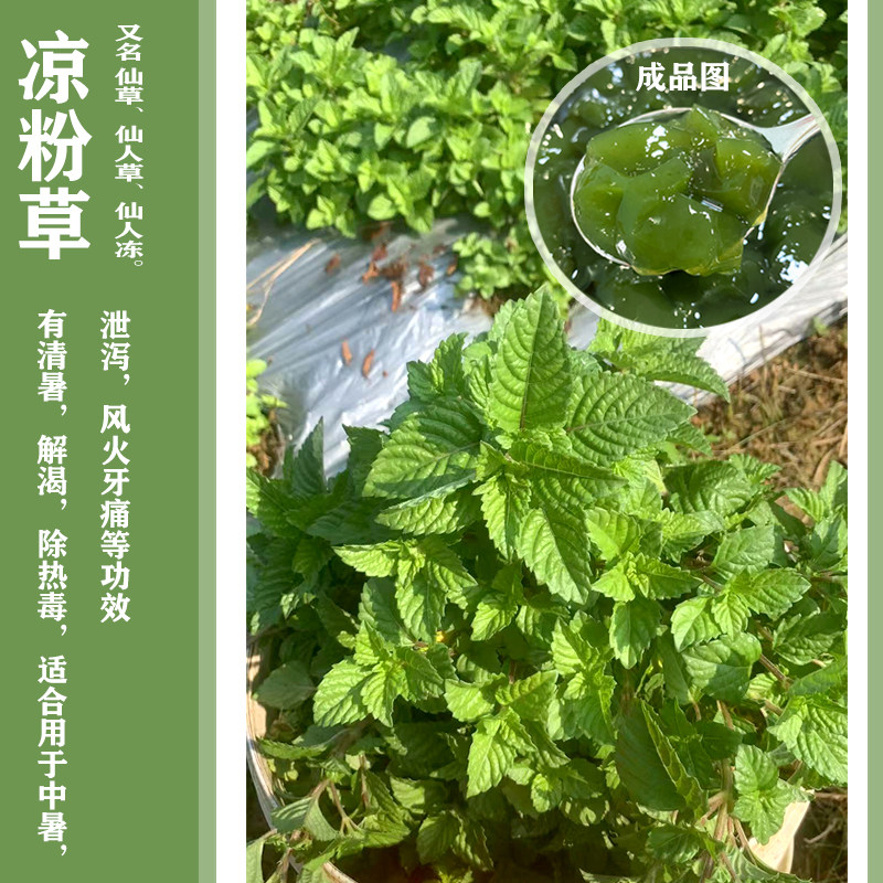 包邮1斤新鲜凉粉草烧仙草广东凉粉绿凉粉凉粉草配料湿凉粉仙人草