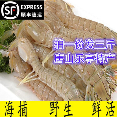 虾爬子皮皮虾新跃生鲜鲜活琵琶虾