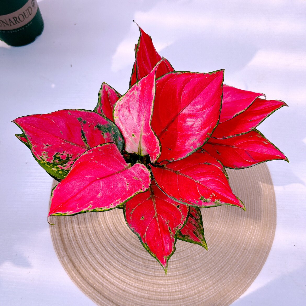 吉利红如意皇后盆栽室内耐阴植物红色北欧情绪解压好养办公室绿植