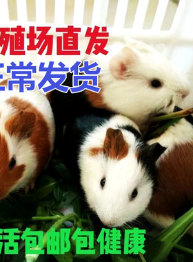 荷兰猪活物已打疫苗宠物活体专用粮食饲料天竺鼠豚荷兰猪公仔活物