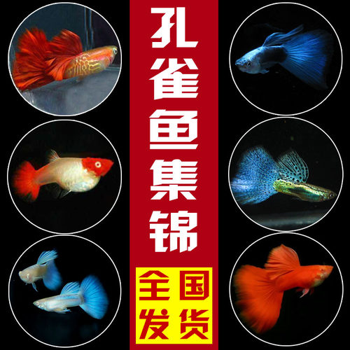 纯种活体繁殖凤尾鱼