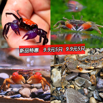 淡水原生观赏小螃蟹溪流冷水蟹除藻淡水宠物蟹除藻河蟹包邮水陆缸