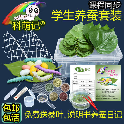 科萌记七彩蚕宝宝活体学生养蚕套装桑叶金丝春蚕卵30条巨型饲养箱