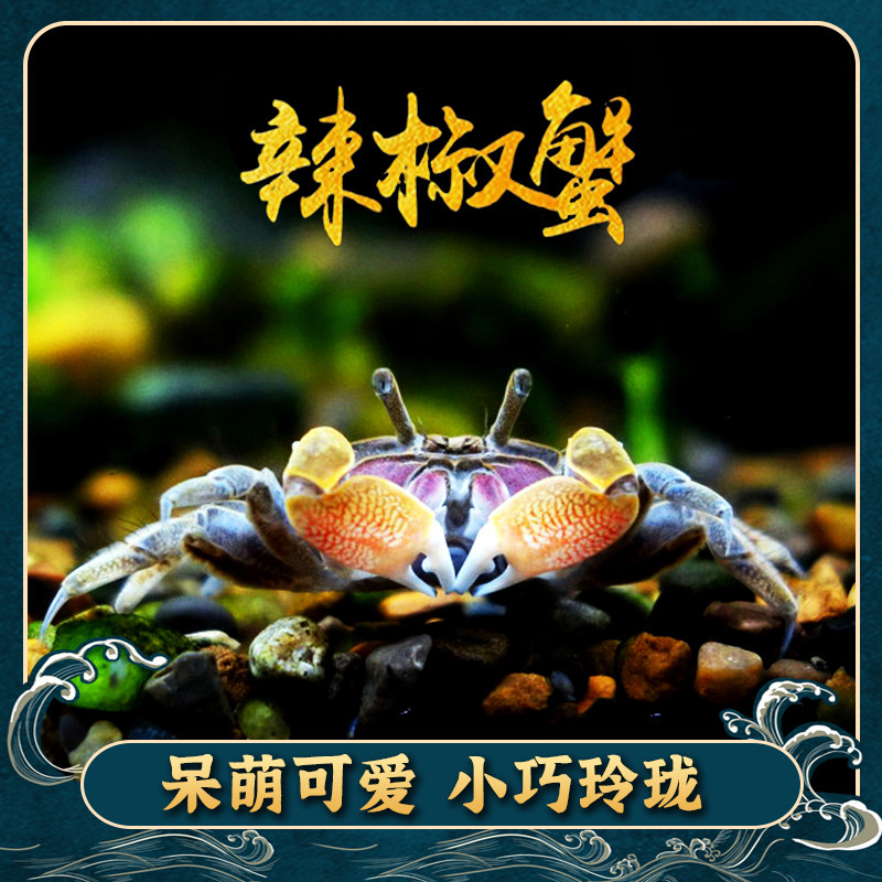 迷你蟹辣椒蟹观赏蟹活体宠物螃蟹吃虫除藻淡水蟹鱼缸爬行底栖动物