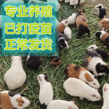 荷兰猪活物已打疫苗宠物兔子河南豚猪鼠纯种荷兰鼠天竺鼠活体公仔