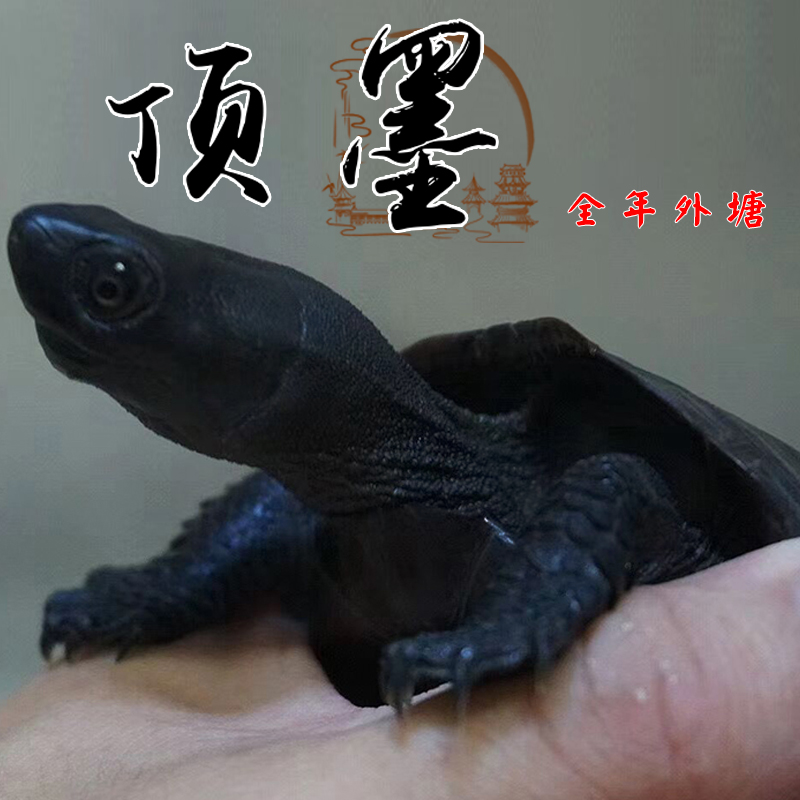 顶墨龟纯种全黑龟苗外塘中华公草龟迷你小乌龟活物活体金线龟小宠