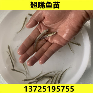 翘嘴鱼苗大白鱼翘壳路亚鱼凶猛鱼淡水活体养殖食用翘观赏鱼嘴红鲌