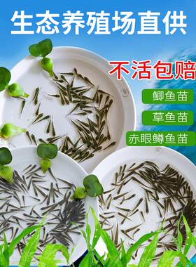 草鱼苗鲫鱼饲料银龙小鱼喂乌龟养殖冷水小型食用淡水六角恐龙