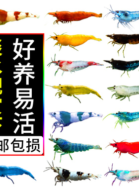 练手樱花极火鲜活宠物蟹红白水晶观赏虾淡水活体套餐米虾除藻水族