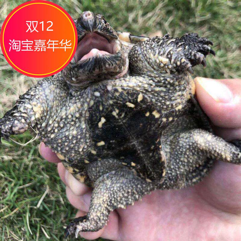 小鳄龟头苗乌龟活体爆刺杂佛鳄龟龟/鳖