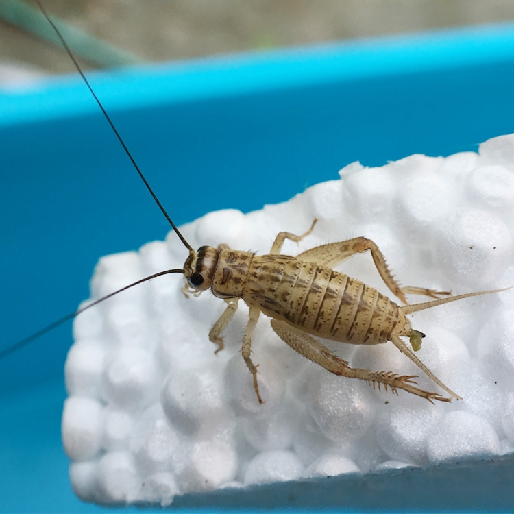 蟋蟀活物针头白蛐蛐活体饲料活食活虫包活爬宠活口粮开食粮