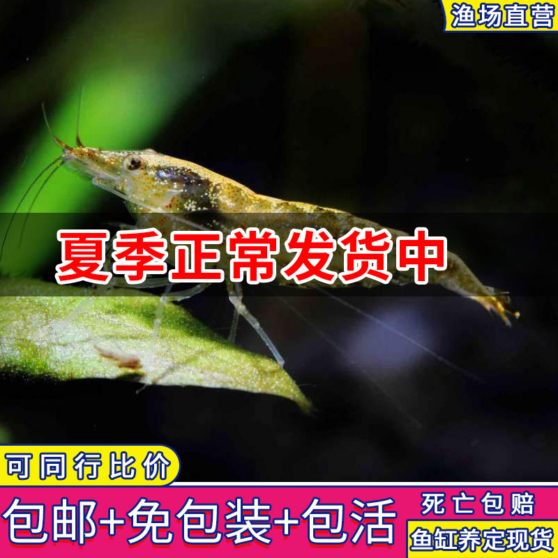 黑壳虾除藻虾观赏虾活体清洁虾工具虾樱花虾饲料虾米虾河虾草虾