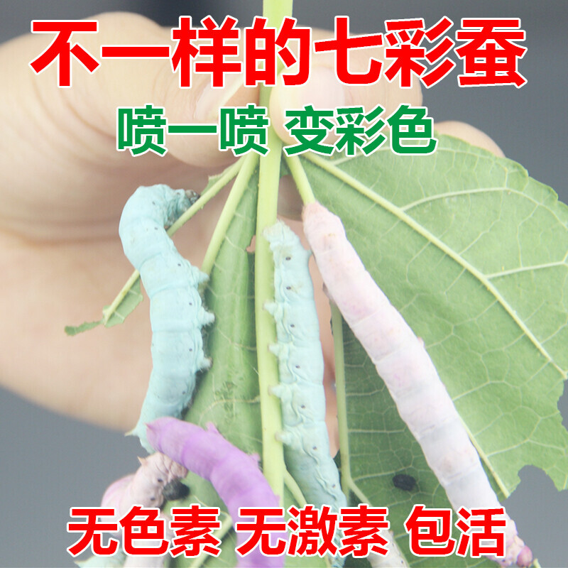 七彩蚕宝宝套装彩色活体细胞染料喷剂学生科学观察蚕卵送新鲜桑叶