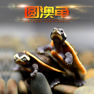 圆澳龟深水龟地龟图宠物龟小乌龟活物龟苗圆奥龟活物侧颈龟剃刀龟