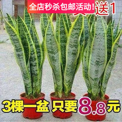 金边虎皮兰吸甲醛多肉绿植物办公室内大型花卉盆栽虎尾兰客厅北欧