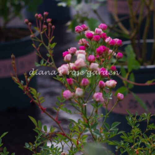 月季花 超微 须惠姬 多头簇开 有点文艺范