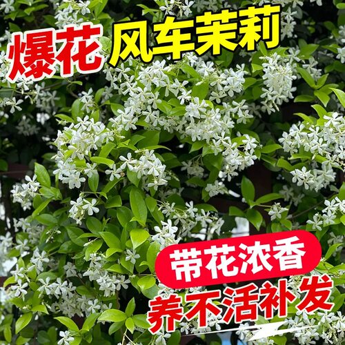 风车茉莉爬藤植物盆栽