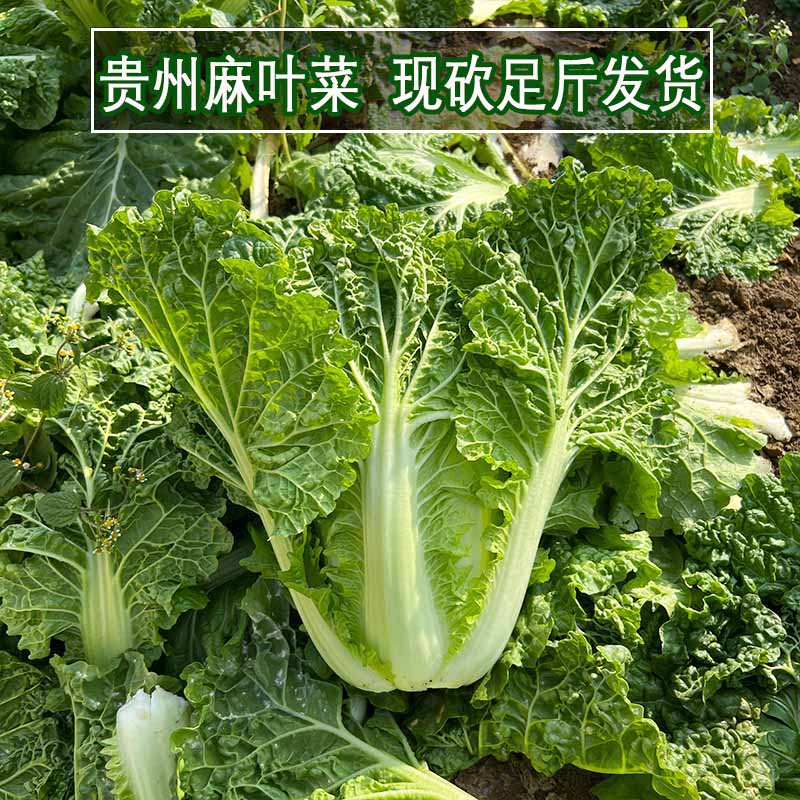 贵州麻叶菜新鲜白菜现砍发货