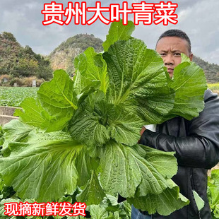 贵州青菜芥菜新鲜现砍蔬菜大叶宽邦青菜苦菜可腌制酸菜泡菜5/9斤