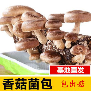 食用菌棒菌种 菌包 香菇 平菇食用蘑菇农产品蘑菇菌种子多肉阳台