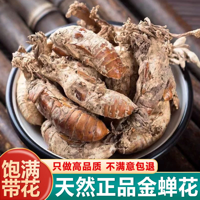 金蝉花中药材500g新货山区采收