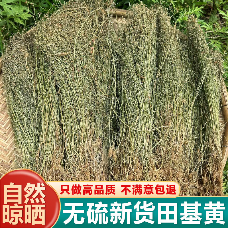 田基黄晒干整株中药材