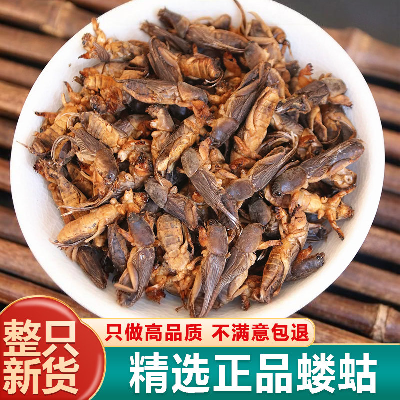 蝼蛄干中药材新货大个完整正品