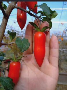 梦之雫原生老鸦柿日本进口观花观果造型盆景
