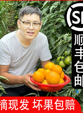 蒙探官五原黄柿子现摘现发寄顺丰
