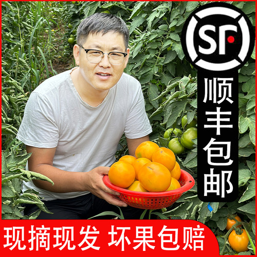 蒙探官五原黄柿子现摘现发寄顺丰