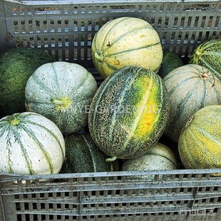 甜瓜 甜蜜卫星 每份3粒 蔬菜农作物一年生植物阳台盆栽花镜庭院