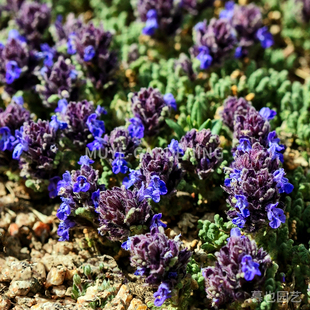 宽齿青兰 新疆天山原生种 每份5粒 多年生高山垫状岩生植物阳台