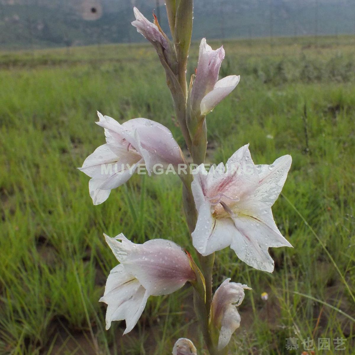 elliotii原生 埃利奥特唐菖蒲 5粒种子每份 南非球根植物