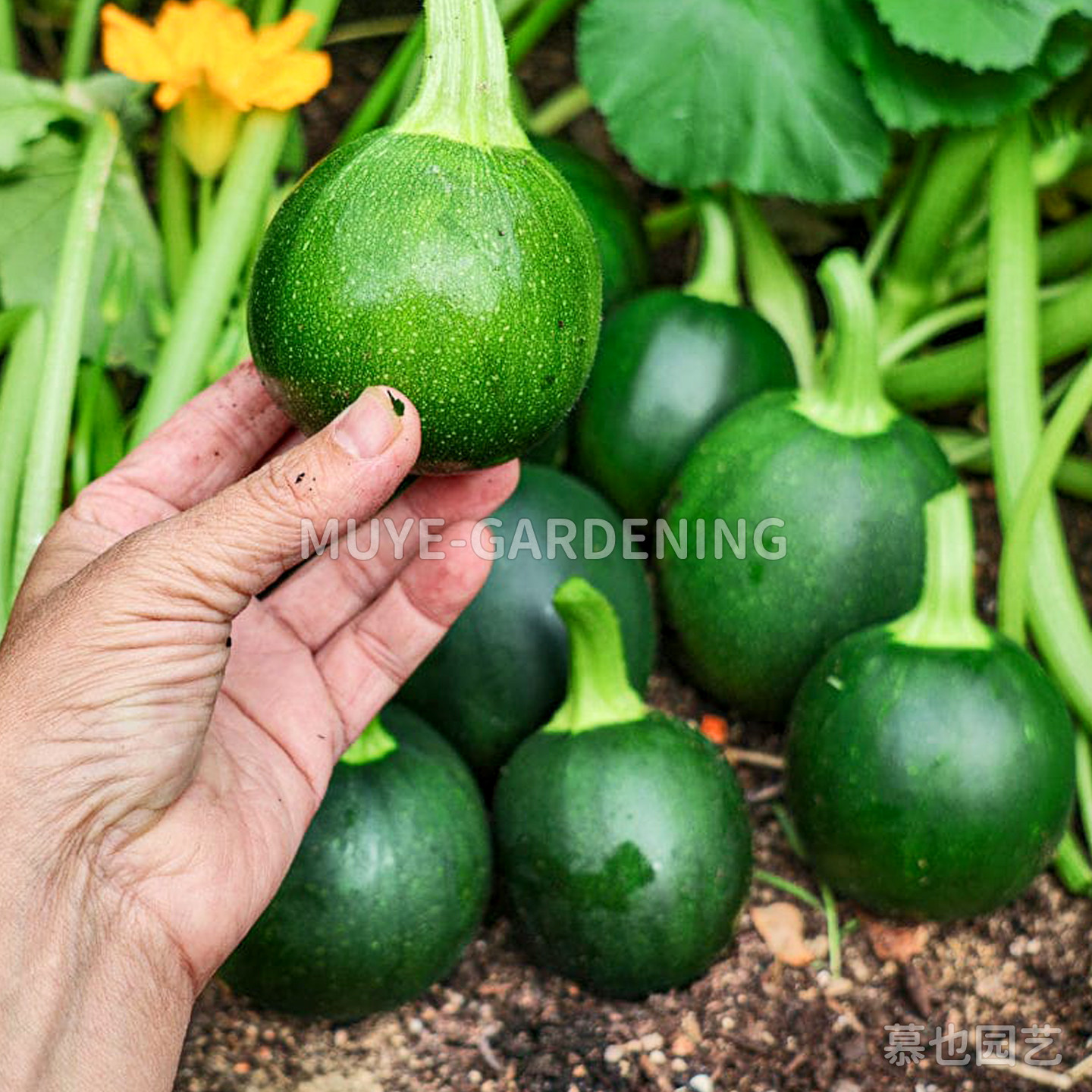 西葫芦 桌球 每份3粒 蔬菜农作物一年生植物阳台盆栽花镜庭院,鲜花速递/花卉仿真/绿植园艺,家庭园艺种子,淘宝优惠券,粉丝福利购,淘宝优惠卷