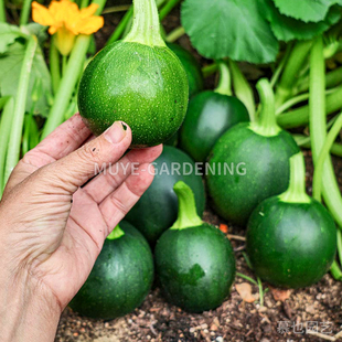 西葫芦 桌球 每份3粒 蔬菜农作物一年生植物阳台盆栽花镜庭院