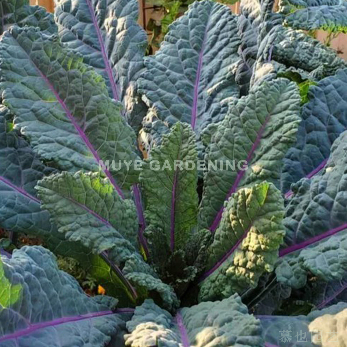 羽衣甘蓝 湛蓝 每份5粒 蔬菜沙拉阳台盆栽地栽花镜庭院