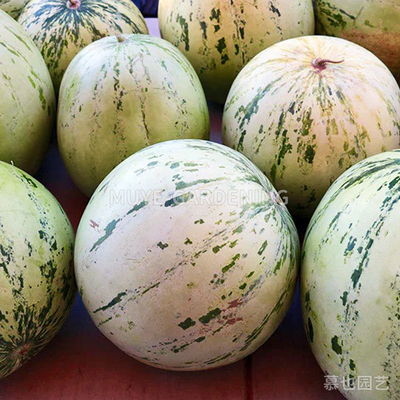 西瓜 纳瓦霍 每份3粒 蔬菜农作物一年生植物阳台盆栽地栽庭院