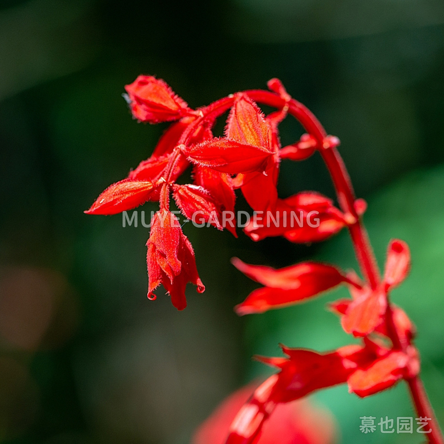 一串红 红花鼠尾草 每份10粒 巴西热带原生种多年生灌木阳台花镜
