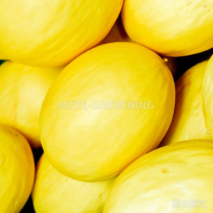 甜瓜 天鹅湖 每份3粒 蔬菜农作物一年生植物阳台盆栽地栽花镜庭院